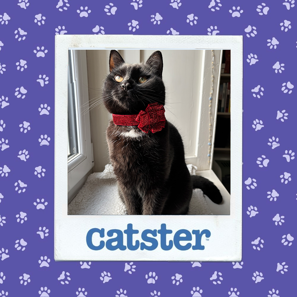 catster photo contest dignified 27 11 25