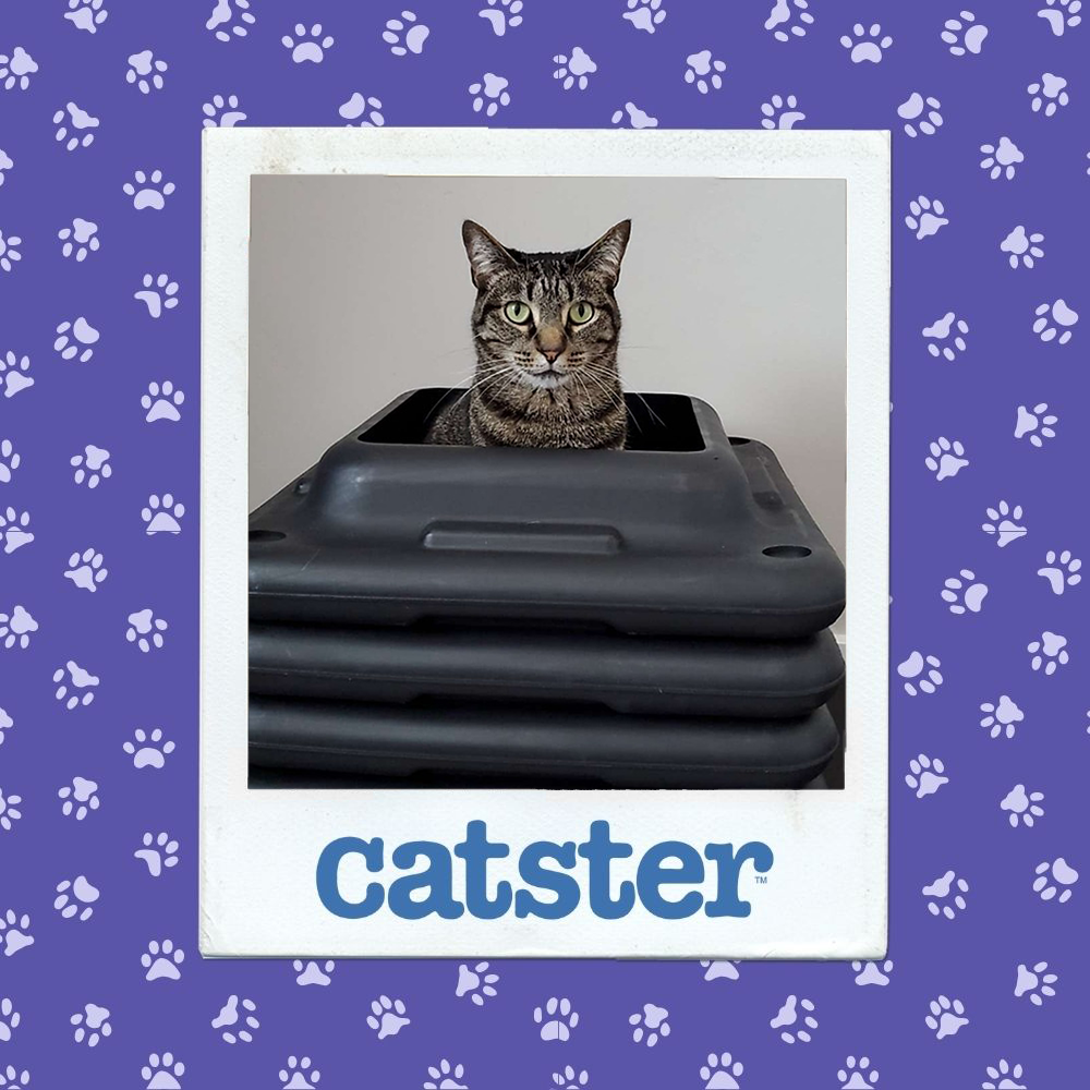 catster photo contest silliest 27 11 25
