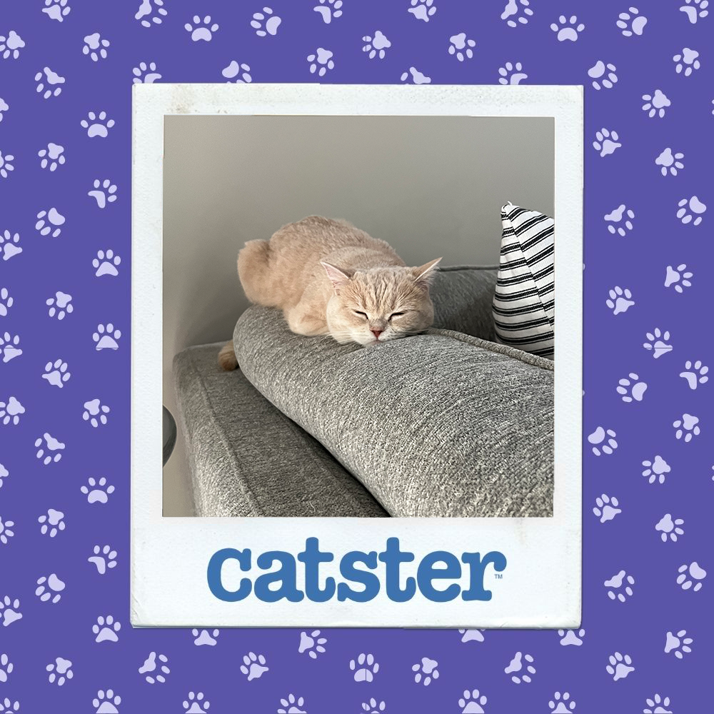 catster photo contest sleepiest 27 11 25