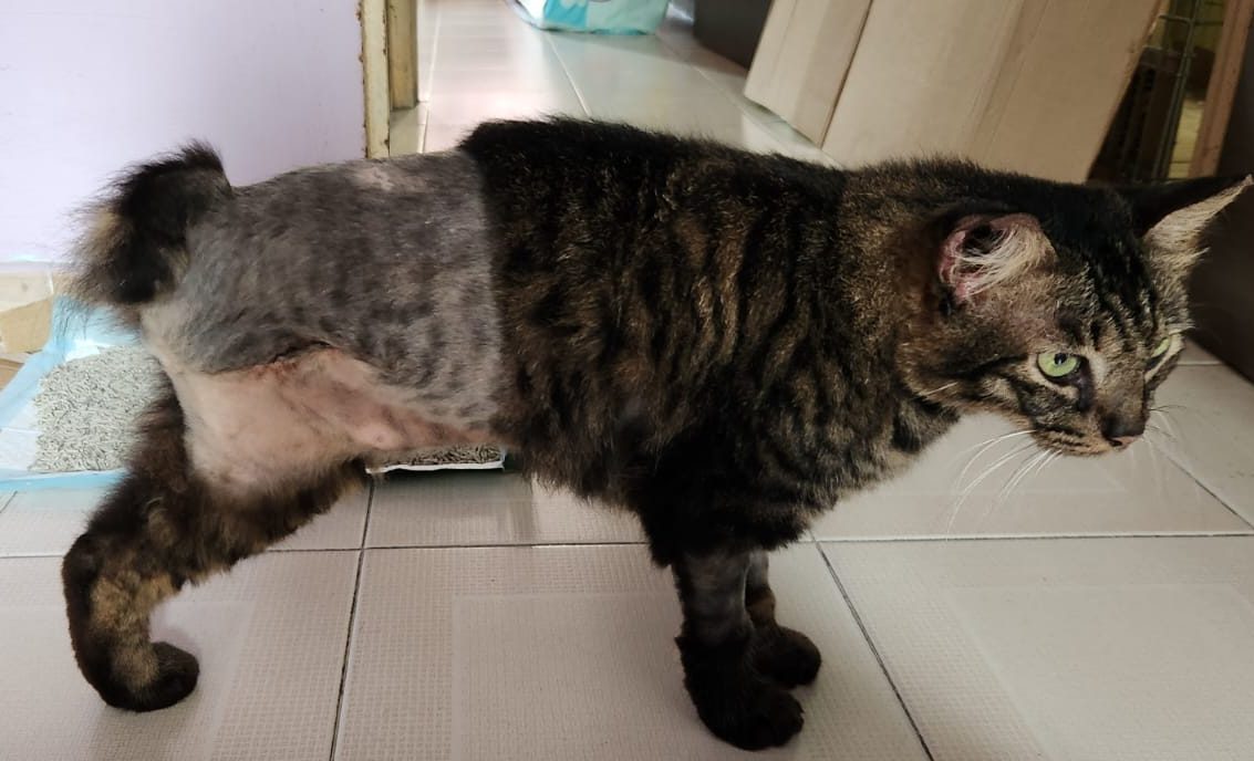 3. From Misfortune to Blessing_ How a Cat Lost a Leg, But Got a Forever Home - tiger 3 legged photo