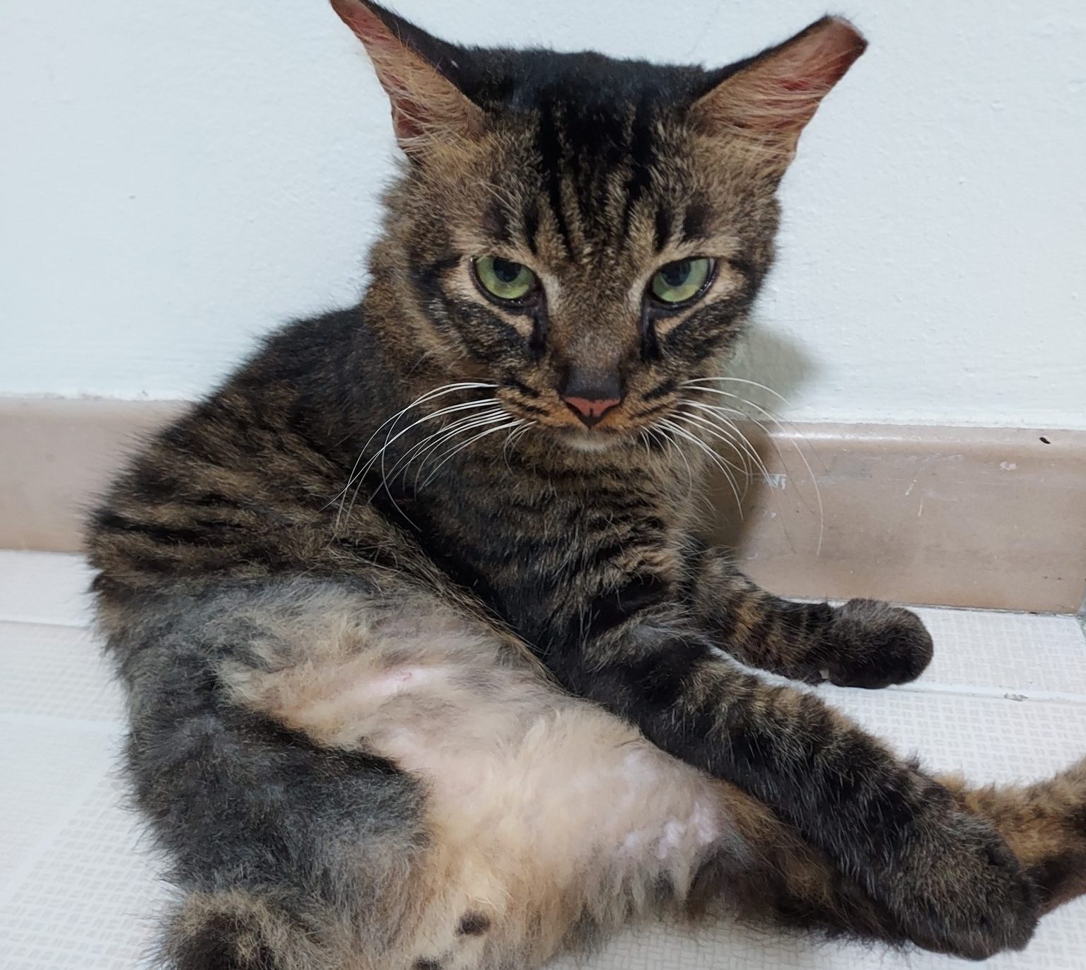 7. From Misfortune to Blessing_ How a Cat Lost a Leg, But Got a Forever Home - Tiger with a cute pose