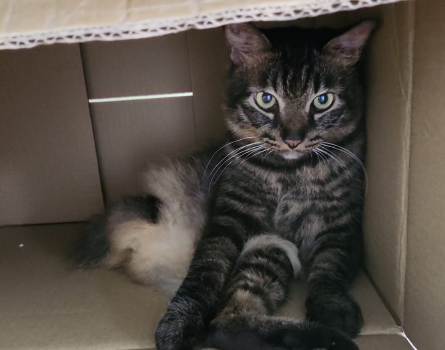 8. From Misfortune to Blessing_ How a Cat Lost a Leg, But Got a Forever Home - Tiger now