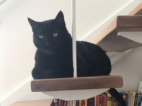 Guest Post - What A Very Bad Kitty Taught My Family - 2