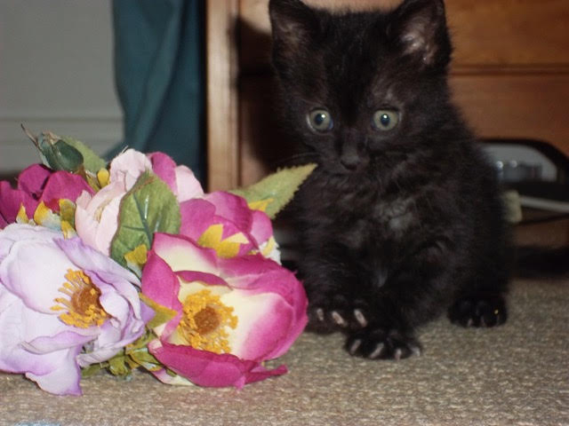 Guest Post - What A Very Bad Kitty Taught My Family - 3 kitten