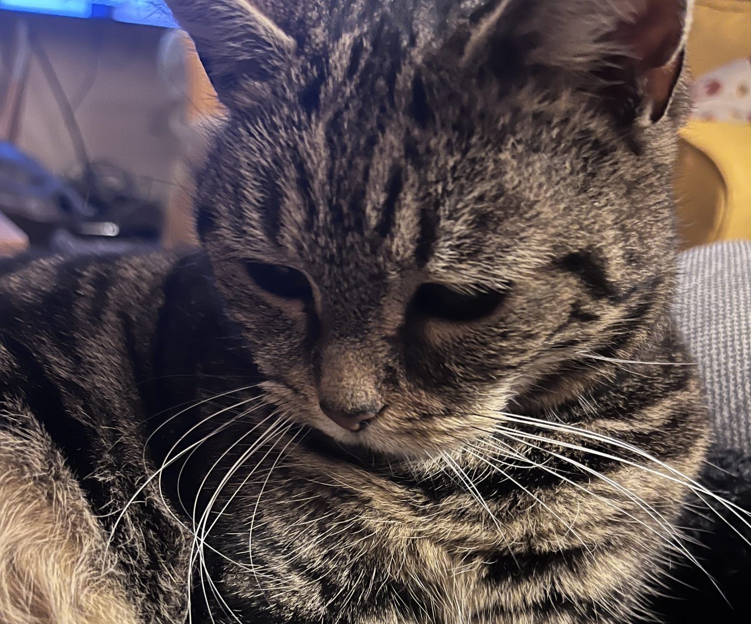 How I Fell in Love With a Cat That Wasn’t Mine, and Became a Cat Person at 65 - Darling