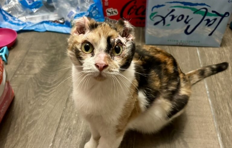 Molly and the Homeless Pet Placement League_ Heroes of the Pet World - Cat with burns