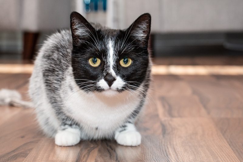 Photo credit - Ari Kankainen