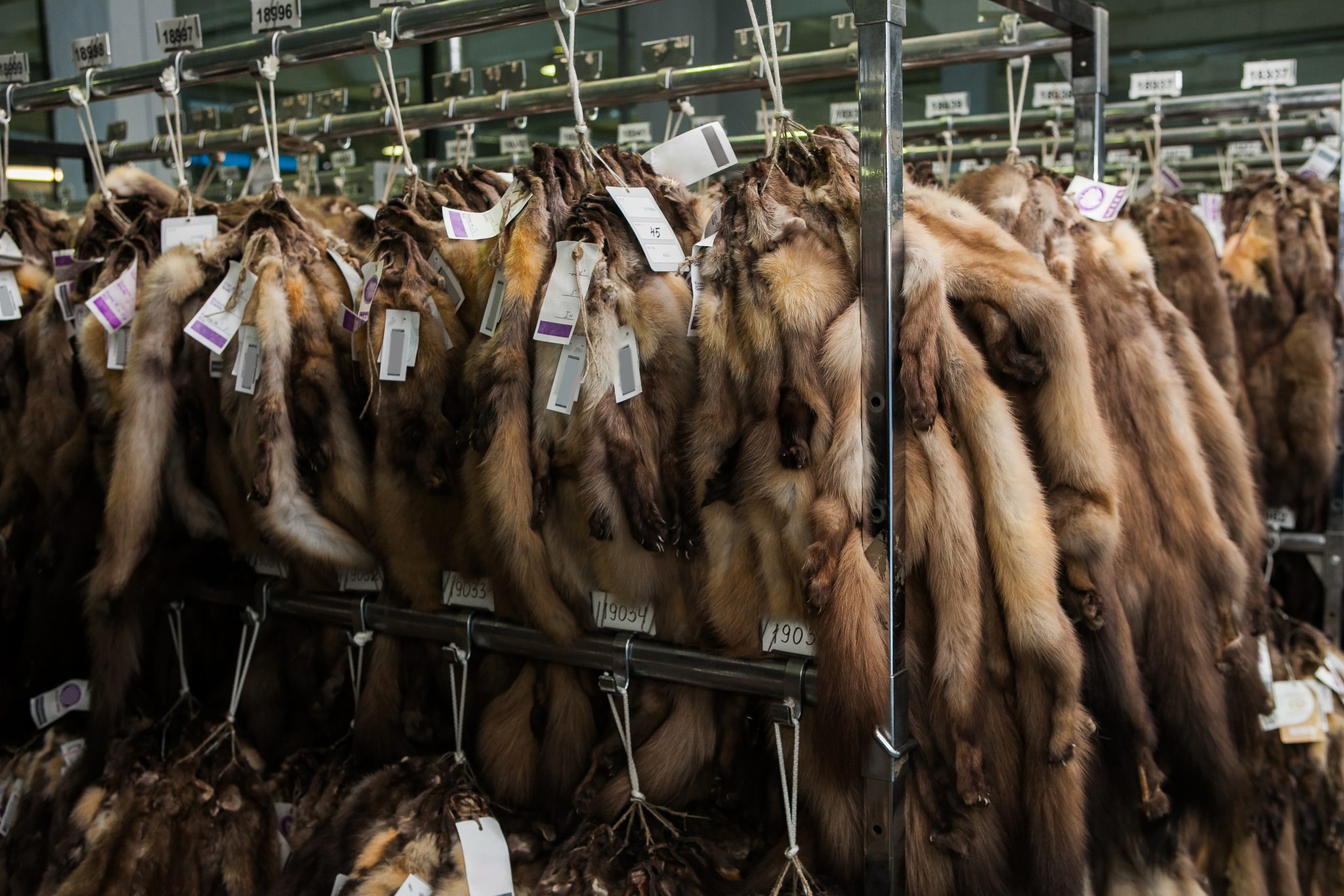 Expensive,Brown,Mink,And,Sable,Fur,Skins,Hanging,At,Auction
