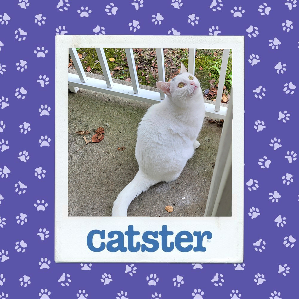 Cats Blog Picture Contest: Cats of the Week Winners (December 11, 2025) 21 catster photo contest action 11 12 25