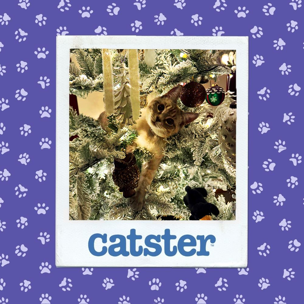 Cats Blog Photograph Contest: Cats of the Week Winners (December 18, 2025) 21 catster photo contest action 18 12 25