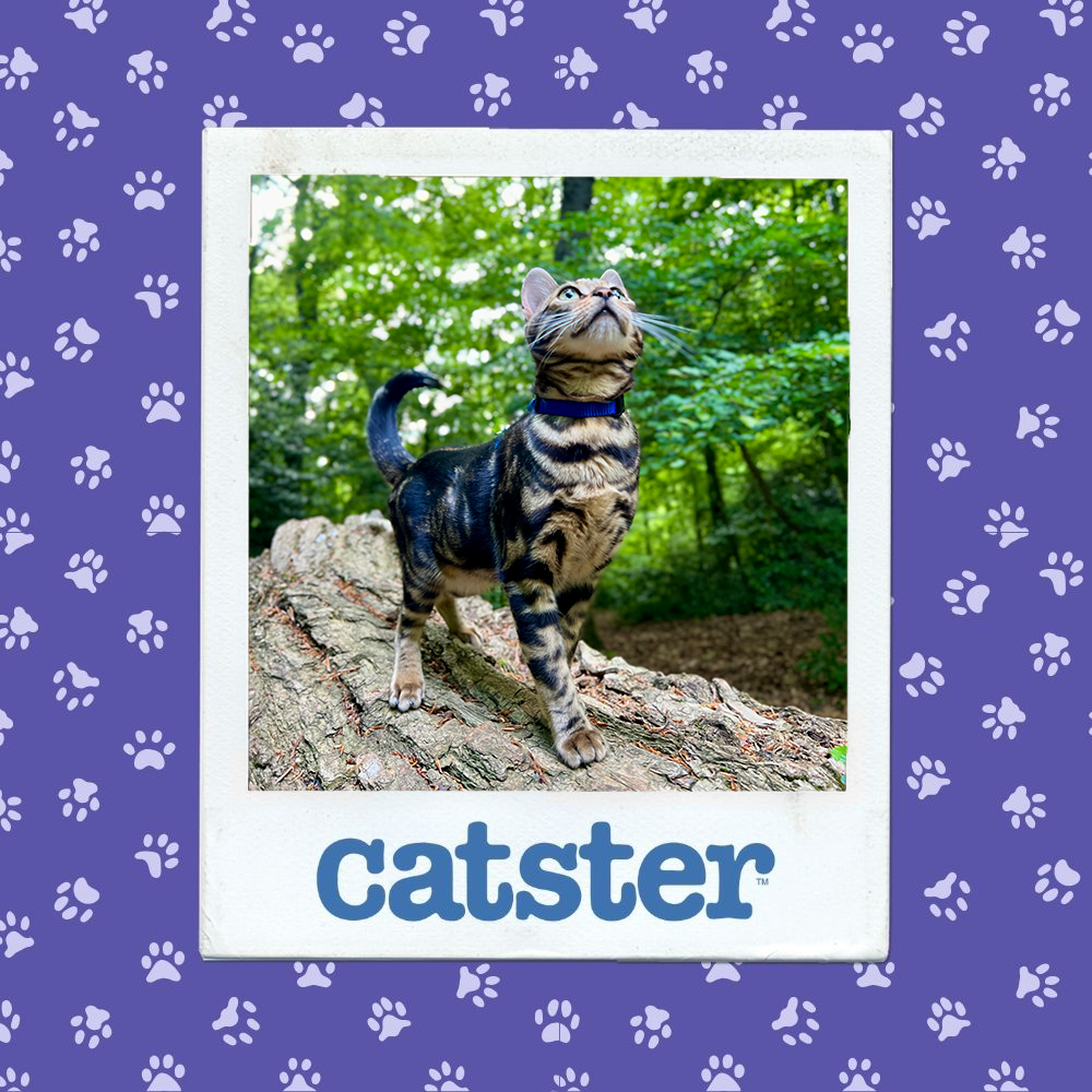 catster photo contest action 4 12 25