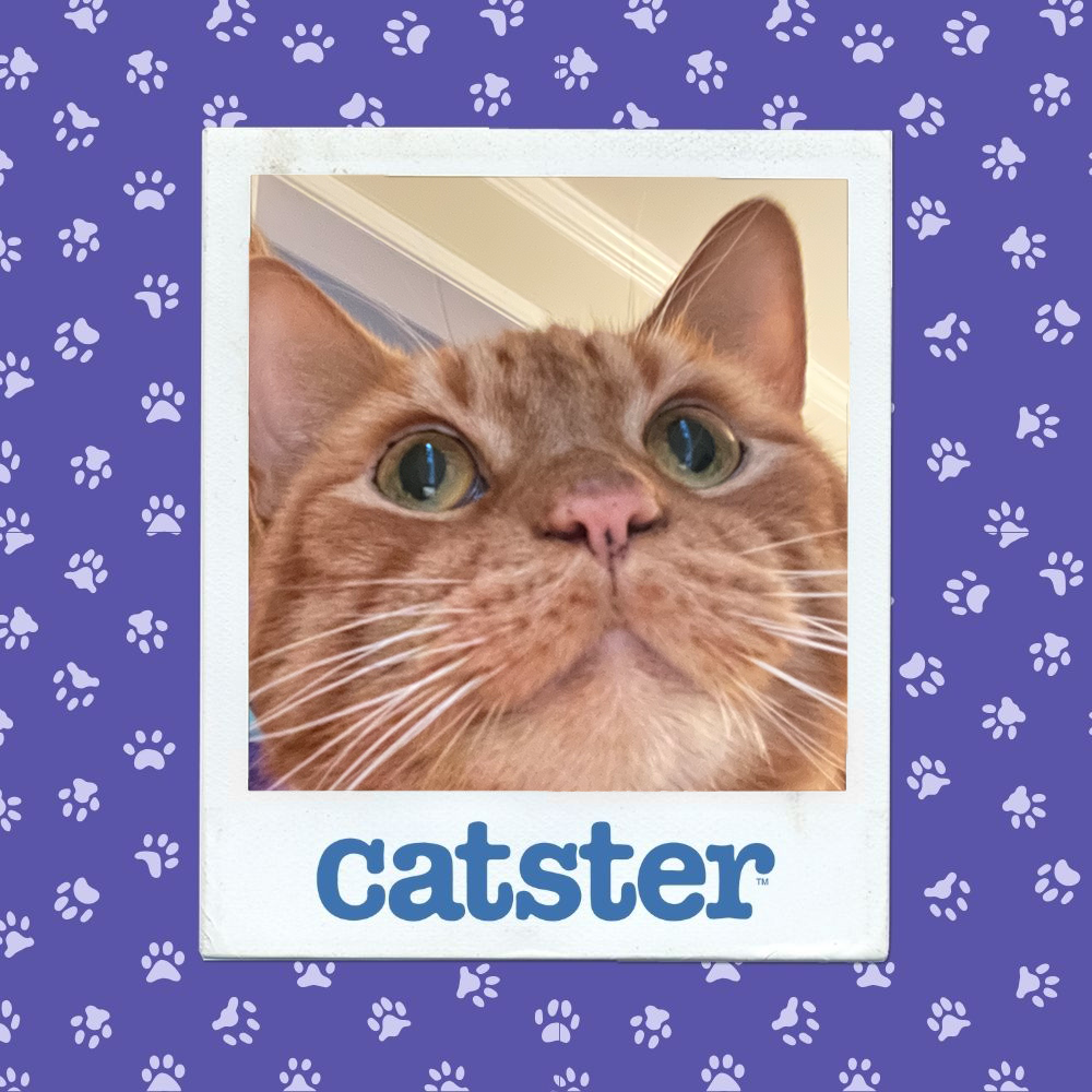 Cats Blog Picture Contest: Cats of the Week Winners (December 11, 2025) 9 catster photo contest cutest 11 12 25