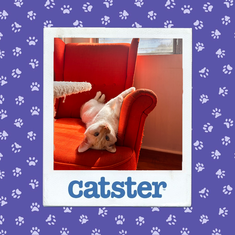 Cats Blog Photograph Contest: Cats of the Week Winners (December 18, 2025) 23 catster photo contest cutest 18 12 25