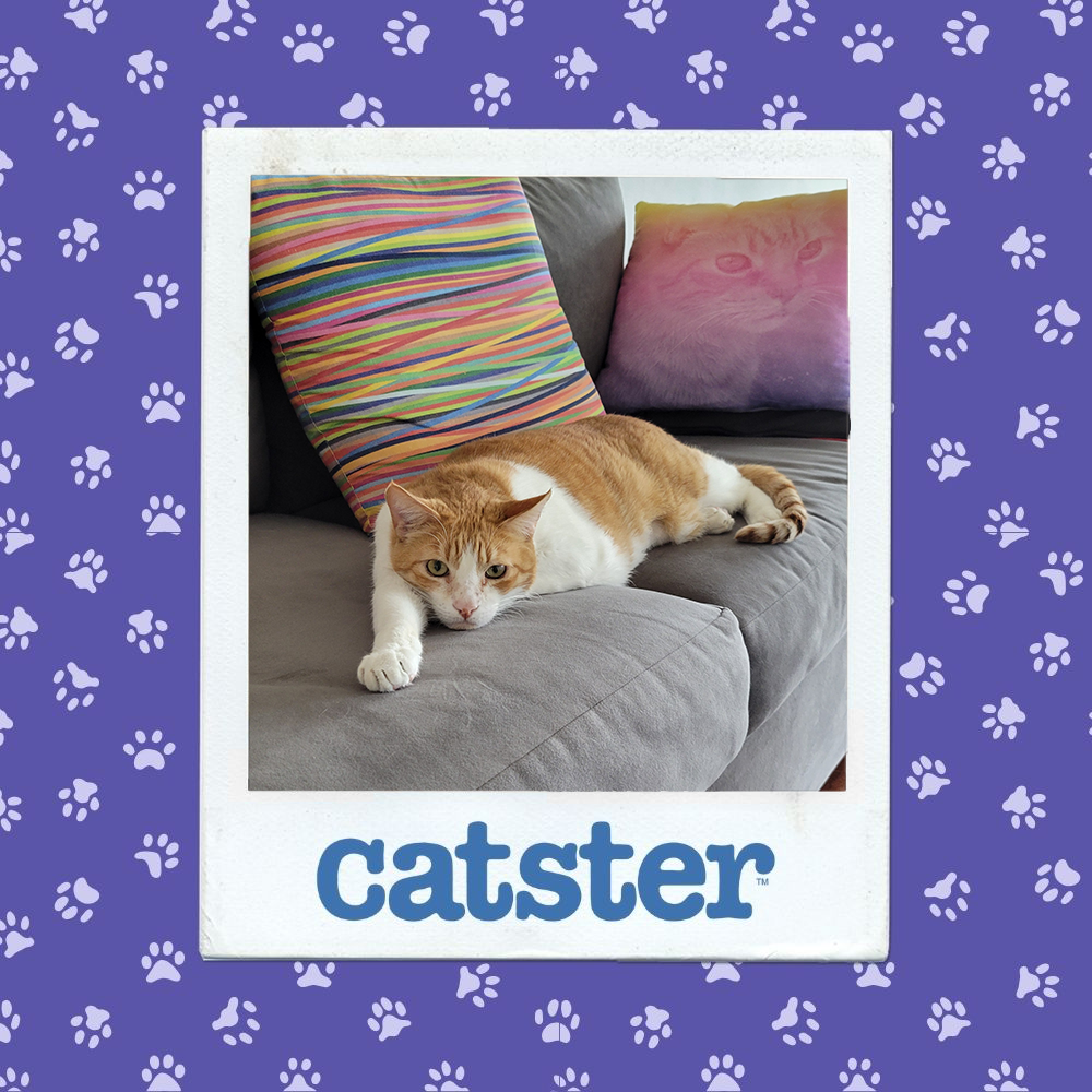 catster photo contest cutest 4 12 25