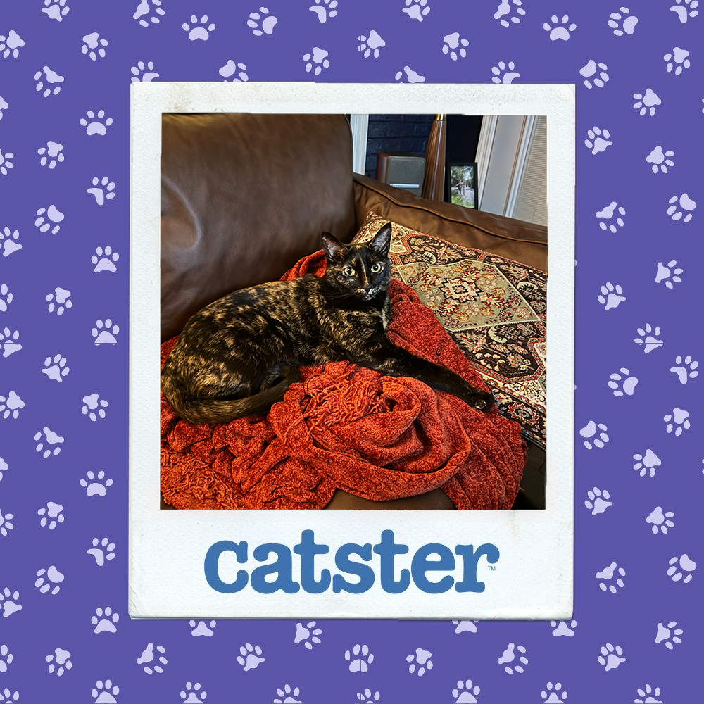 Cats Blog Picture Contest: Cats of the Week Winners (December 11, 2025) 19 catster photo contest dignified 11 12 25