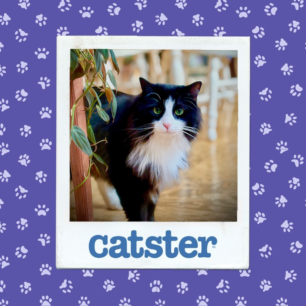 Cats Blog Photograph Contest: Cats of the Week Winners (December 18, 2025) 19 catster photo contest dignified 18 12 25