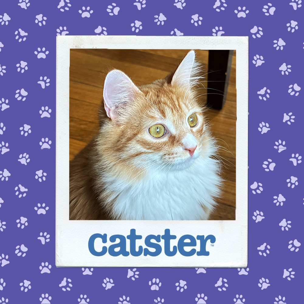 catster photo contest dignified 4 12 25