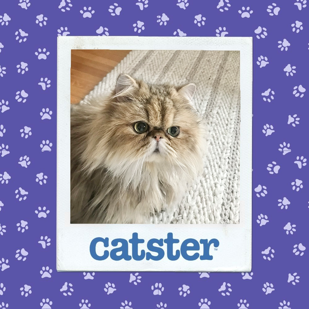 Cats Blog Picture Contest: Cats of the Week Winners (December 11, 2025) 11 catster photo contest expressive 11 12 25