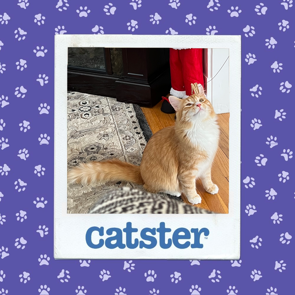 Cats Blog Photograph Contest: Cats of the Week Winners (December 18, 2025) 25 catster photo contest expressive 18 12 25