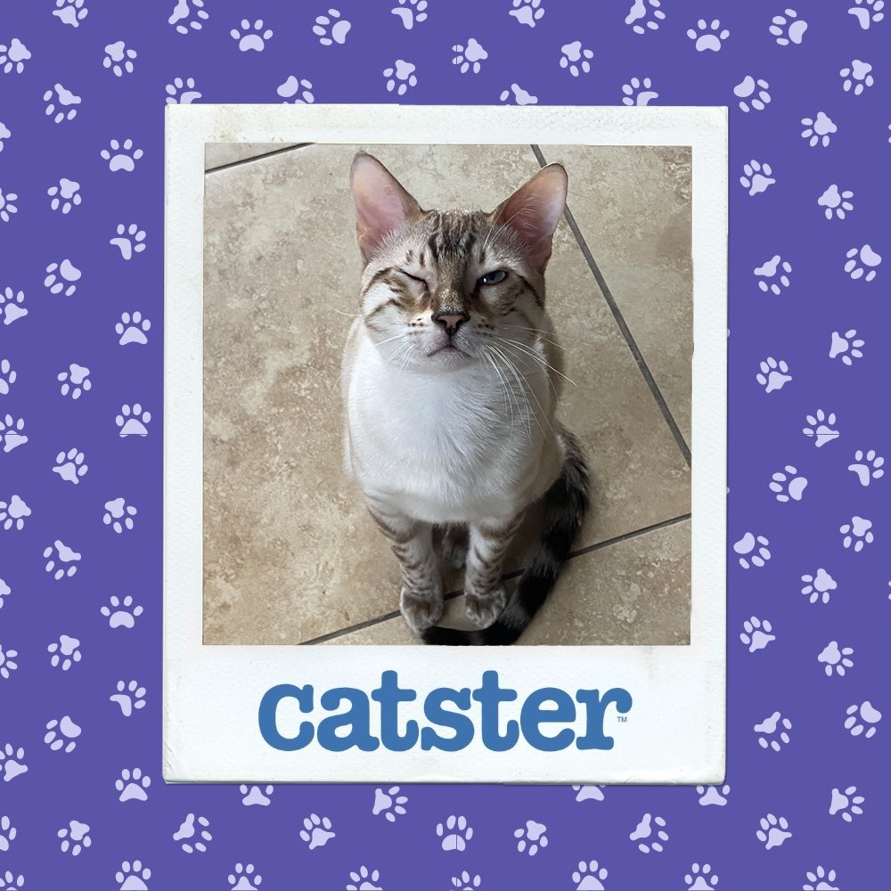 catster photo contest expressive 4 12 25