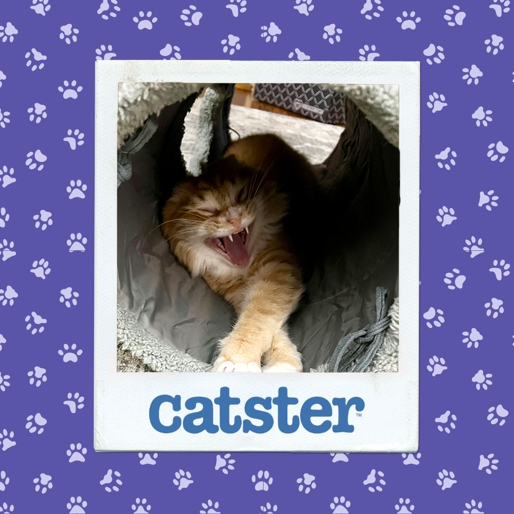 Cats Blog Picture Contest: Cats of the Week Winners (December 11, 2025) 13 catster photo contest silliest 11 12 25