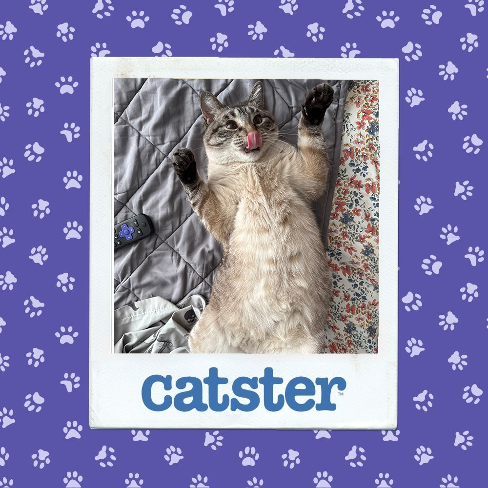 Cats Blog Photograph Contest: Cats of the Week Winners (December 18, 2025) 27 catster photo contest silliest 18 12 25