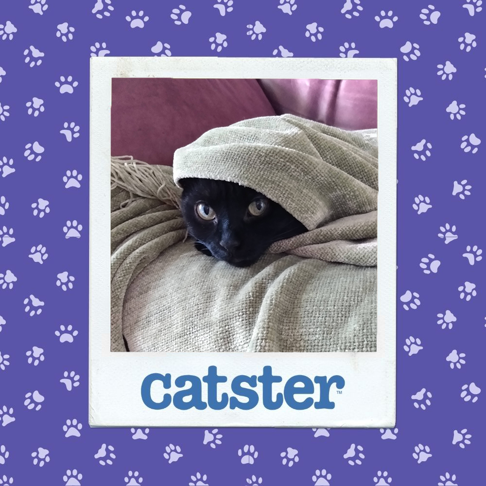 catster photo contest silliest 4 12 25
