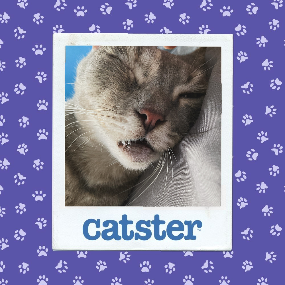 Cats Blog Picture Contest: Cats of the Week Winners (December 11, 2025) 17 catster photo contest sleepiest 11 12 25