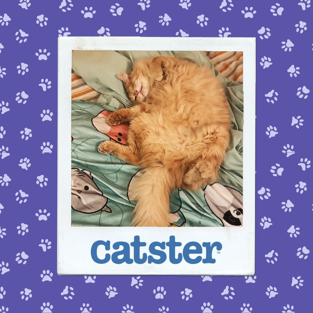 Cats Blog Photograph Contest: Cats of the Week Winners (December 18, 2025) 17 catster photo contest sleepiest 18 12 25
