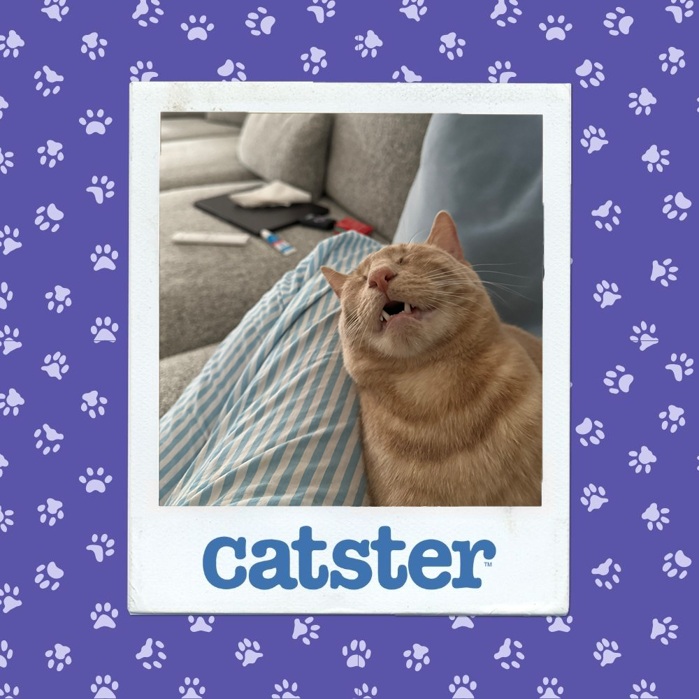 catster photo contest sleepiest 4 12 25