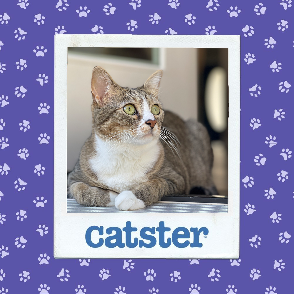 Cats Blog Picture Contest: Cats of the Week Winners (December 11, 2025) 15 catster photo contest winner 11 12 25