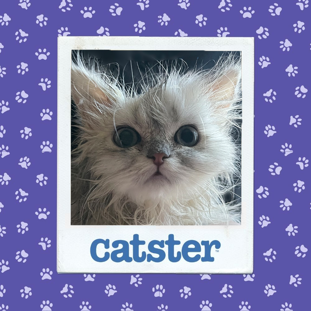 Cats Blog Photograph Contest: Cats of the Week Winners (December 18, 2025) 15 catster photo contest winner 18 12 25