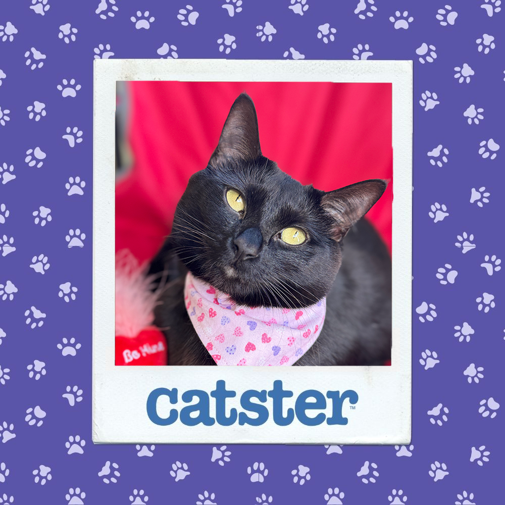 catster photo contest winner 4 12 25