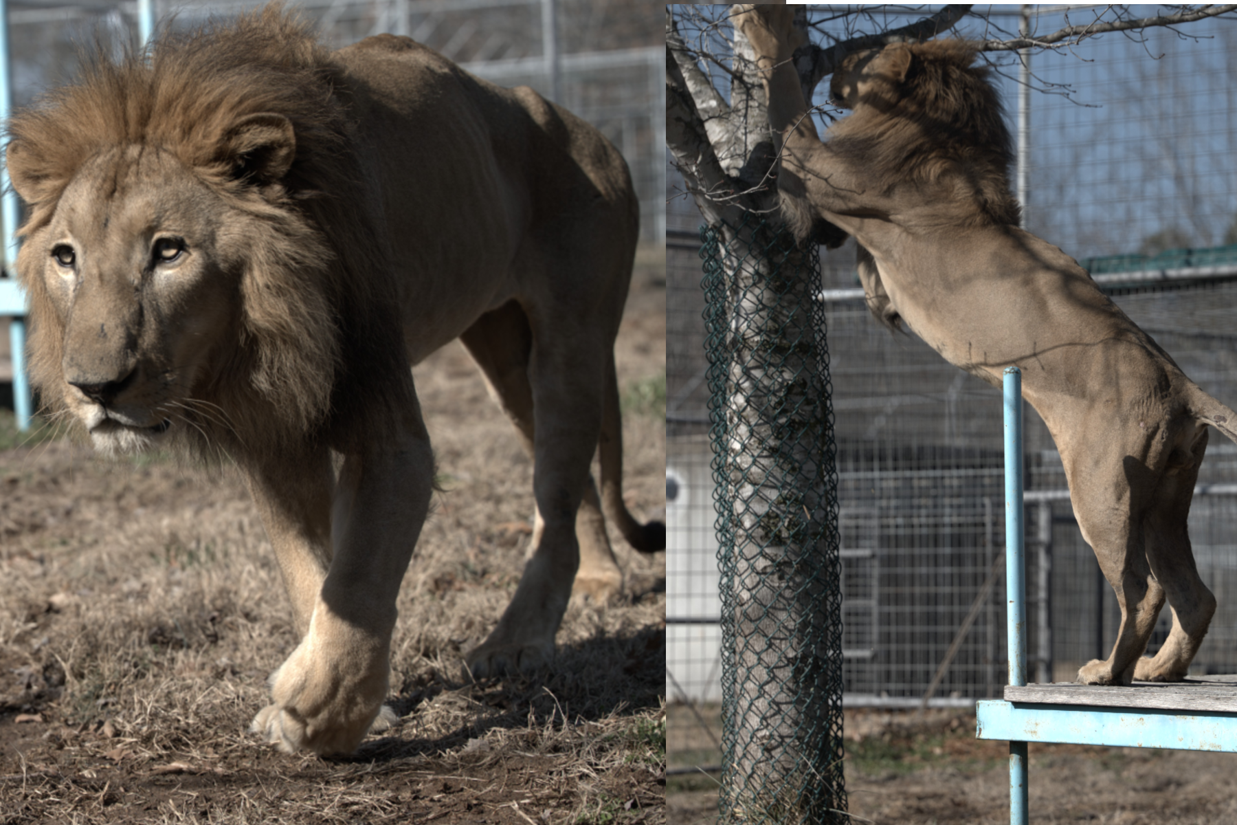By Road, By Air, and By Sea – The Long Journey Home for These Lions Three - Cyrus