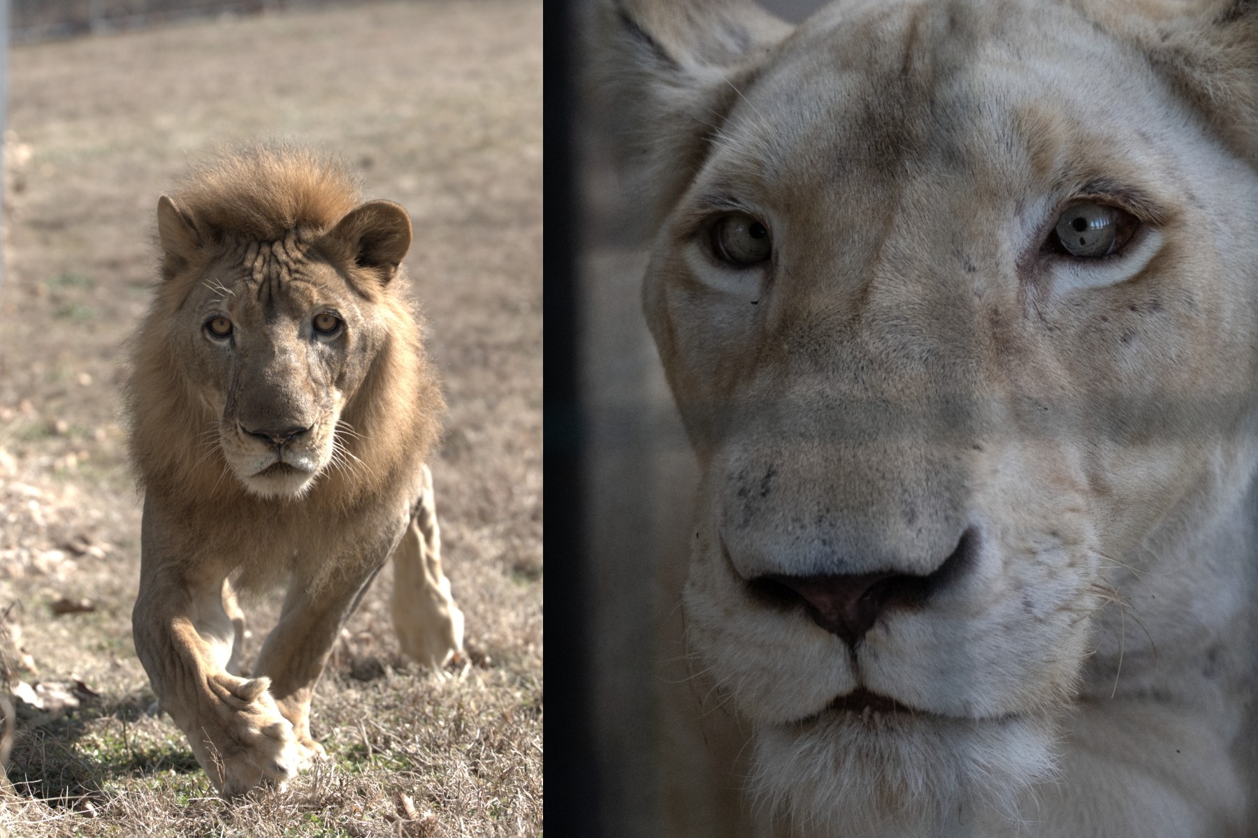 By Road, By Air, and By Sea – The Long Journey Home for These Lions Three - Juancito & Zephora