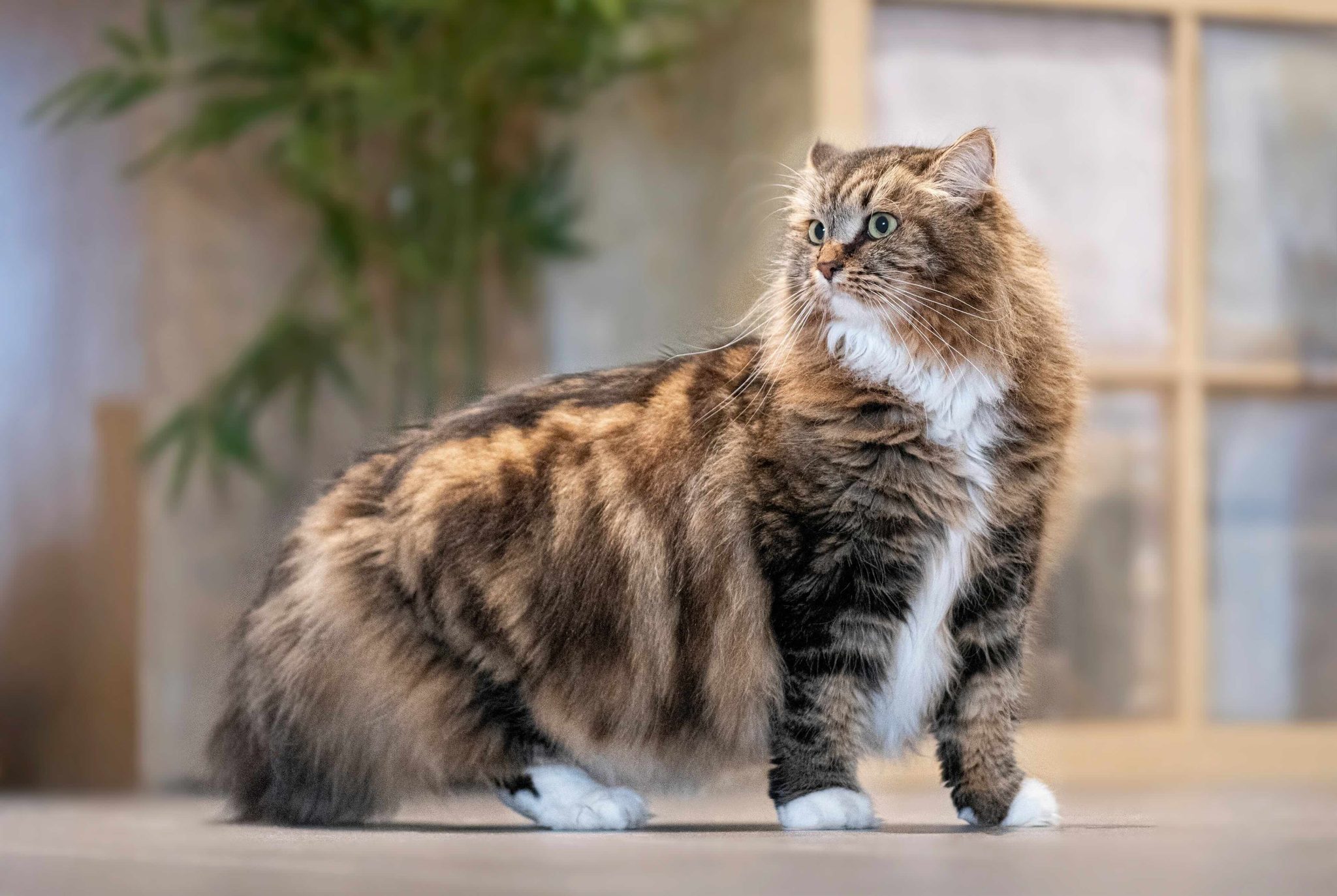 Fluffy siberian cat standing on the floor inside a house and looking away