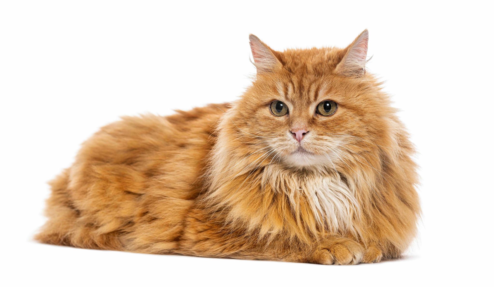 Ginger Siberian cat lying down and looking forward on a white background