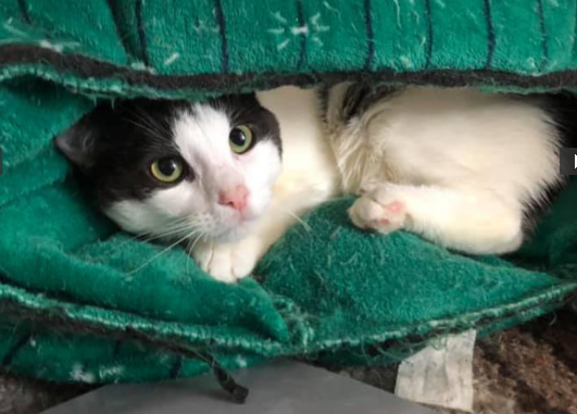 Heroes of the Pet World The Odd Cat Sanctuary 3