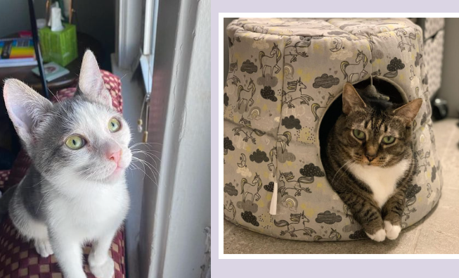 Heroes of the Pet World The Odd Cat Sanctuary 4