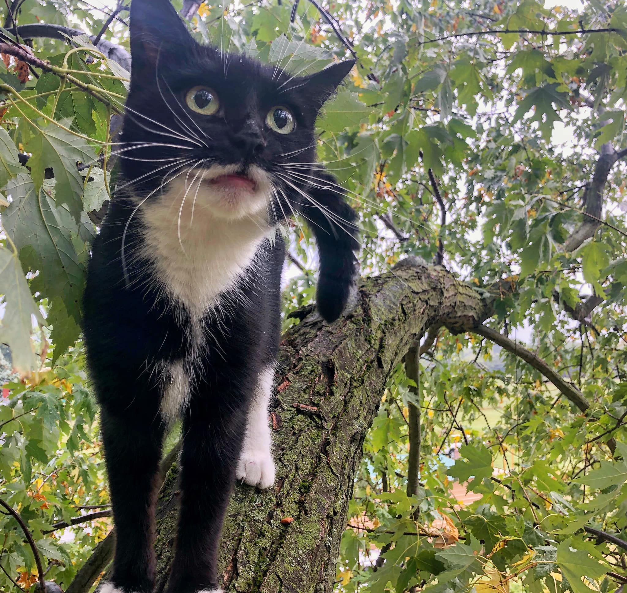 It’s A Bird! It’s A Plane! No, It’s Super Duane! Bailey