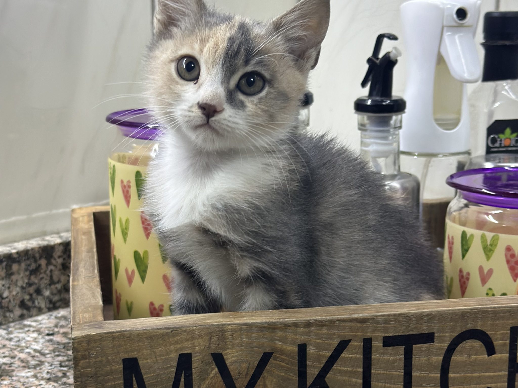 Mochi, From Cairo to Brussels, and the One-Person Rescue Team Who Saved Her mochi in the kitchen