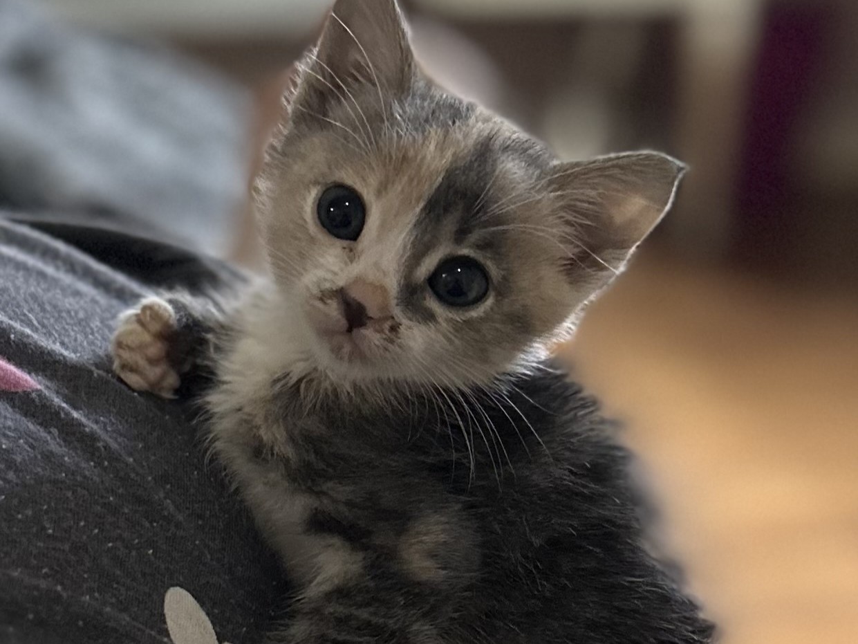 Mochi, From Cairo to Brussels, and the One-Person Rescue Team Who Saved Her mochi resting