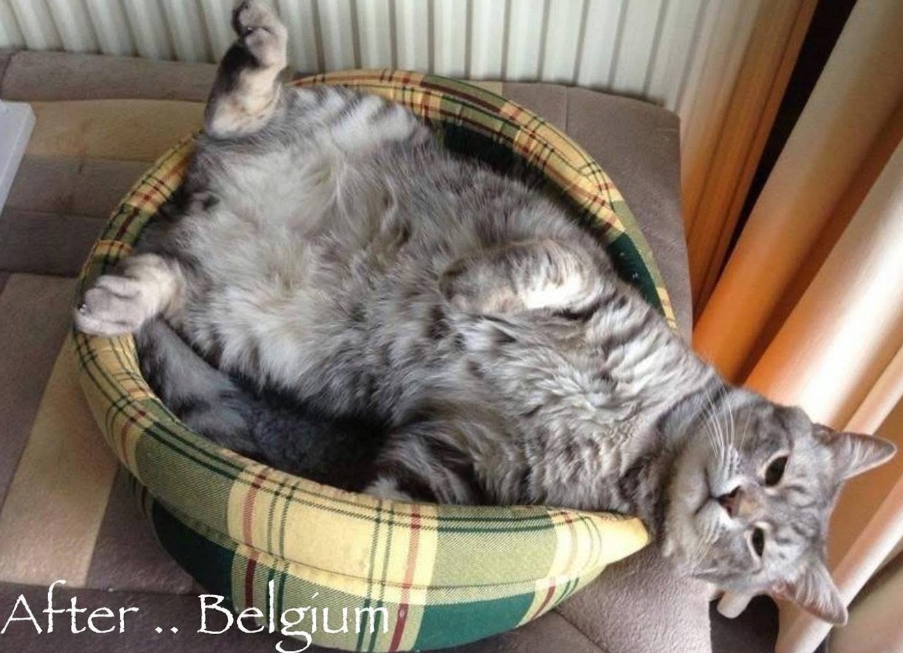 Mochi, From Cairo to Brussels, and the One-Person Rescue Team Who Saved Her silver sultan after