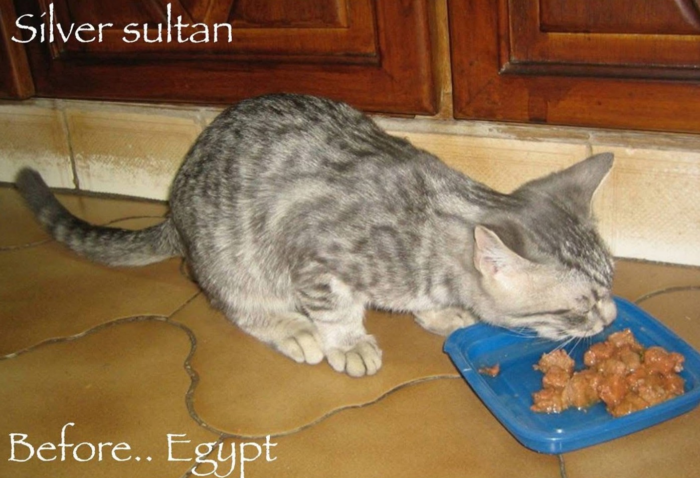 Mochi, From Cairo to Brussels, and the One-Person Rescue Team Who Saved Her silver sultan before