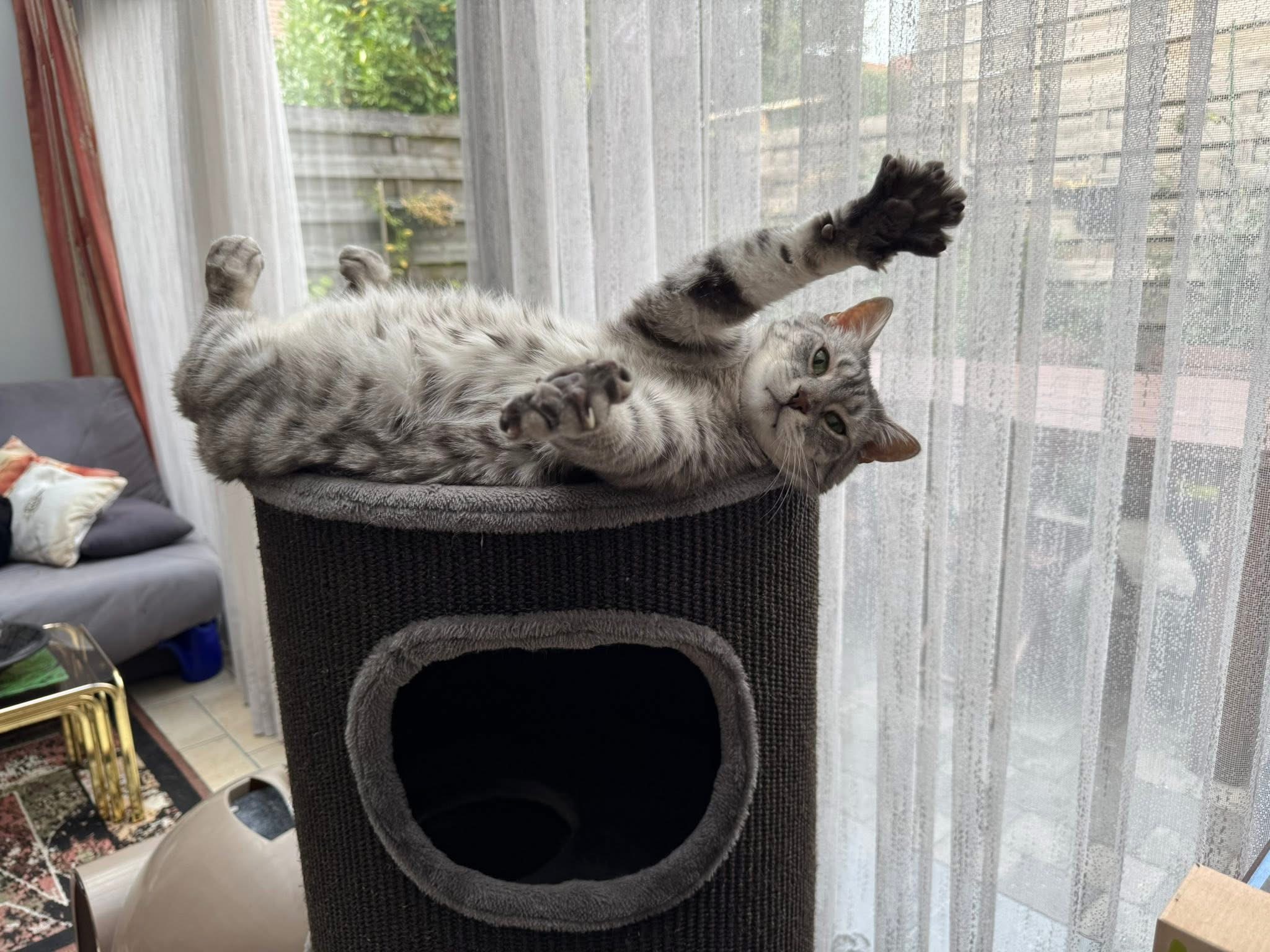 Mochi, From Cairo to Brussels, and the One-Person Rescue Team Who Saved Her silver sultan in Brussels