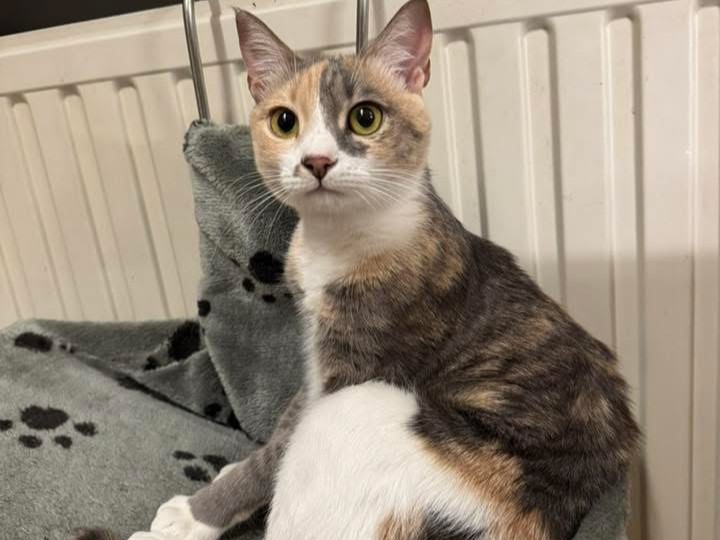 Mochi, From Cairo to Brussels, and the One-Person Rescue Team Who Saved Hermochi in Brussels dec _25