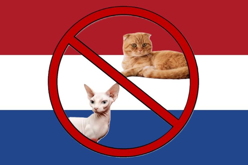 Netherlands Bans the Sphynx and Scottish Fold