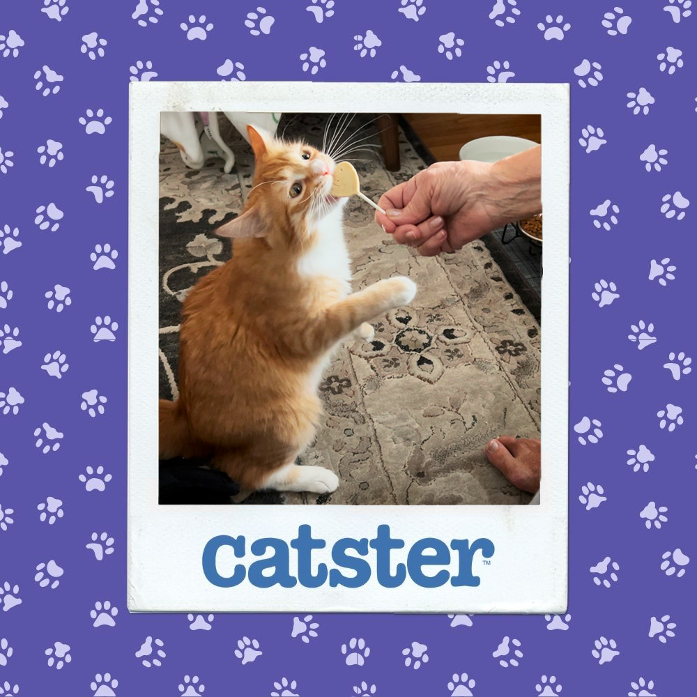catster photo contest action 14 1 26
