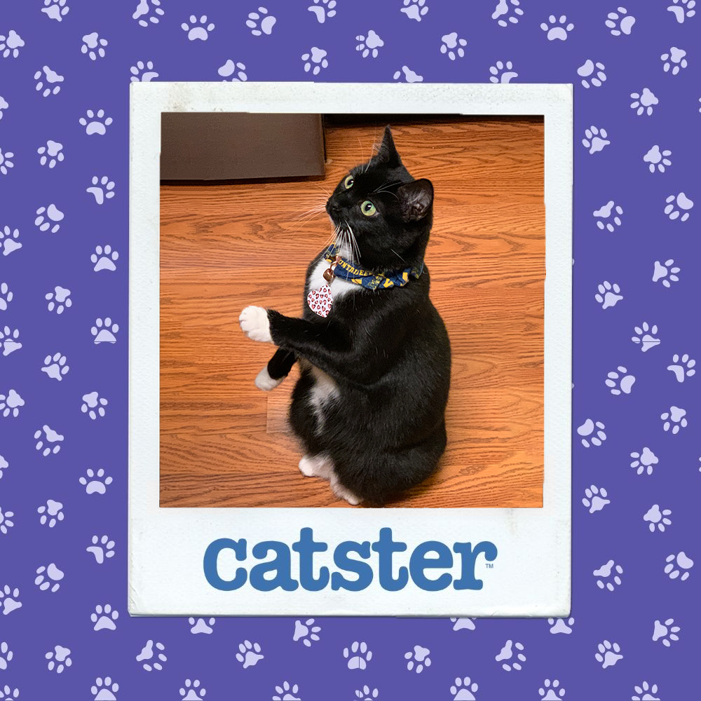 catster photo contest action 22 1 26