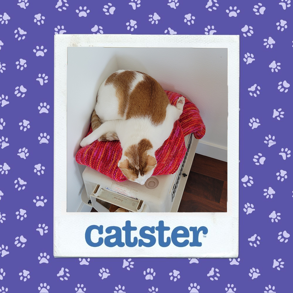 catster photo contest action 8 1 26